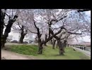 【散策動画】今年のお花見２回目【ニコ生アーカイブ】