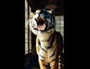 静かな座敷に響く、猛獣の咆哮