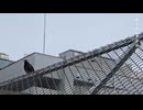 名脇役 / 重音テト