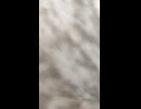 猫吸い体験動画