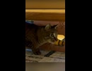 四月第四週のゆきまとめ
