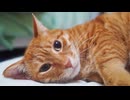 永遠のベテラン子猫、13年間の愛を込めて