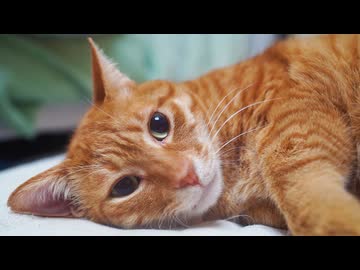 永遠のベテラン子猫、13年間の愛を込めて