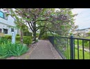 【散歩】東京都調布市深大寺元町-三鷹市大沢を歩く【仙川から府中方面へ次の用事まで歩く編 part4】