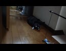 うごかないで遊ぶこま