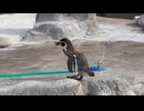 【東武動物公園】ミアおばあちゃんとスプリンクラー【フンボルトペンギン】