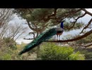【伊豆シャボテン動物公園】木の上で佇むクジャクさん【インドクジャク】