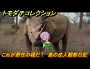 トモダチコレクション　これが野性の魂だ！　島の住人観察日記（ポケモン編）　＃３５２　【トモコレわくわく生活】