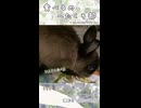 【うさぎ 13歳】食べるのへたくそ部