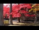 【紅葉巡り 2017】⑤函館・香雪園の「はこだてMOMI-Gフェスタ」の紅葉 (Full HD)