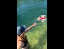 ホモと見る初めて泳ぎの練習をする犬