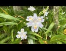 静岡県小山町に潜入 - 202653(日) 1002開始