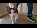 【神回】徳島に猫だらけのホテル発見したんだがｗｗｗ泊まったら天国すぎた件□