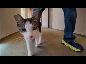 【神回】徳島に猫だらけのホテル発見したんだがｗｗｗ泊まったら天国すぎた件□