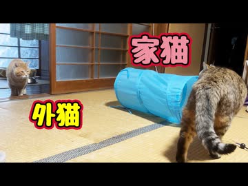 あいかわらず この距離…【元野良猫】【野良猫】