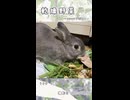 【うさぎ 5歳】乾燥野菜