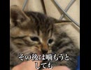 □甘噛み癖のある子猫へのしつけ