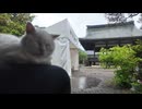 猫と雨の音 _ 足の上に乗りに乗りに来てくれた白猫のソラちゃんともふ猫のドゥちゃん