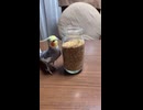 【オカメインコ】瓶のシードが食べたい鳥の末路ｗｗｗ