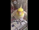 【オカメインコ】喋っては帰る、はちのモーニング出入り。何回やるん…