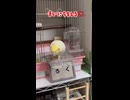 【オカメインコ】朝イチの機嫌が完全に「龍が如く」