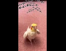 【オカメインコ】ずぶ濡れパリピ鳥の独演会がこちらｗｗ