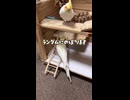 【オカメインコ】なんの変哲もない、モモヒキ隊員によるアスレチック登り