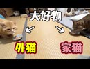 こどもの日なので ごちそうです【元野良猫】【野良猫】