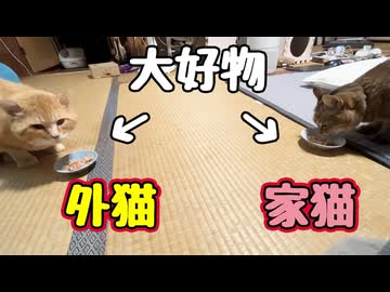 こどもの日なので ごちそうです【元野良猫】【野良猫】
