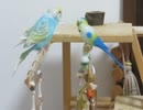 しっぽが漢字の八っぽくなってるインコとおもちゃ2026 5 5