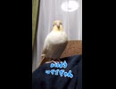 【オカメインコ】お喋り中に新キャラ「ハチユキヲ」爆誕ｗｗ