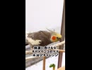 【オカメインコ】100円で最高に整うモモヒキ隊長老なながこちら