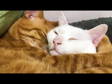 ベテラン子猫の他界後、遺された猫たち