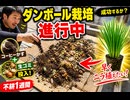 不耕ダンボール栽培現状　コーヒーかすと生ゴミまきました　早くニラ植えたい その1