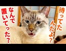 出張から帰ってきた飼い主に再会後すぐ説教し始める猫が甘えん坊すぎた