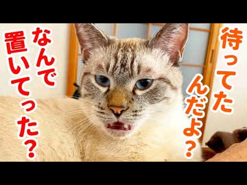 出張から帰ってきた飼い主に再会後すぐ説教し始める猫が甘えん坊すぎた