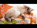 うちの猫のかわいすぎる寝返りを見てキュンキュンしない人っているんですか？