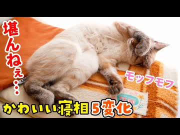 うちの猫のかわいすぎる寝返りを見てキュンキュンしない人っているんですか？