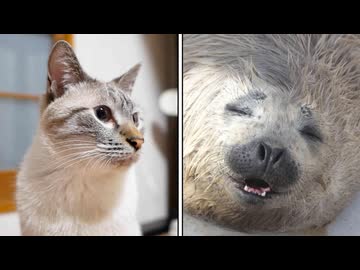 猫を飼っている家にアザラシを連れてきてみた結果…