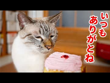 大好きな猫に感謝の気持ちを込めてクリスマスケーキをあげたら思わず涙がこぼれました