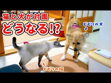 お互いビビリの猫と犬が５ヶ月ぶりに再会した結果…