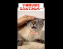 ご機嫌ナナメな猫をナデナデしてみた結果…