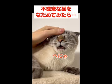 ご機嫌ナナメな猫をナデナデしてみた結果…