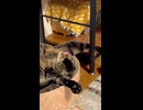 猿みたいな猫