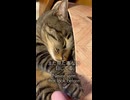 もう何なのかわからん猫