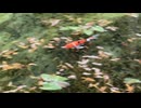 名もなき池（通称、モネの池）@岐阜県関市20260504 iPhone13 Pro MAX 楽天回線 または au回線