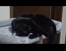 キャットタワーで寝るこま