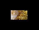 YMDD_75　山田飯：チキンサラダコーン多め