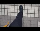 【告知動画】お散歩MVの素材を募集します！