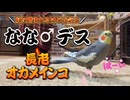 【オカメインコ】ななの美声、後輩ハチヲの足場になる。
